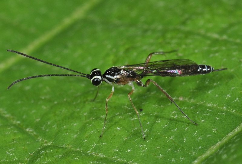 Ichneumonidae Cryptinae: Nematopodius sp.(cf)